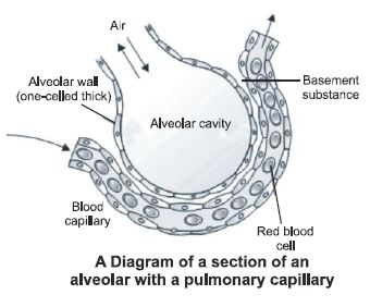 ""CBSE-Class-12-Biology-Respiration-6