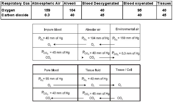 ""CBSE-Class-12-Biology-Respiration-7