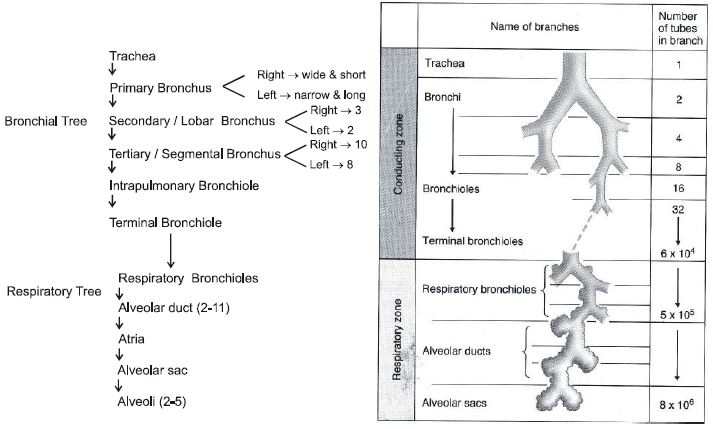 ""CBSE-Class-12-Biology-Respiration