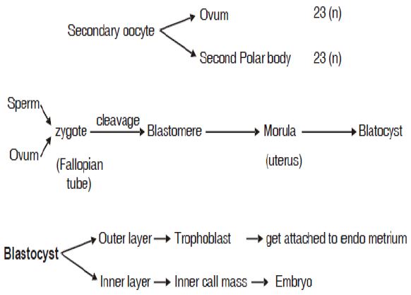 ""CBSE-Class-12-Biology-Sexual-Reproduction-In-flowering-Plants-2