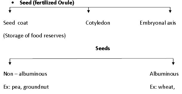 ""CBSE-Class-12-Biology-Sexual-Reproduction-In-flowering-Plants