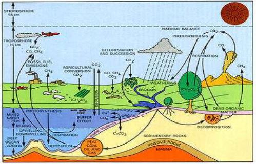 ""Class 11 Geography Life On Earth_5