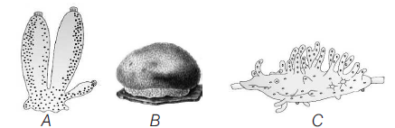 Class 11 Biology Animal Kingdom