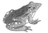 Class 11 Biology Animal Kingdom
