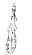 Class 11 Biology Animal Kingdom