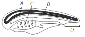 Class 11 Biology Animal Kingdom