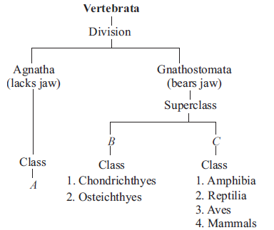 Class 11 Biology Animal Kingdom