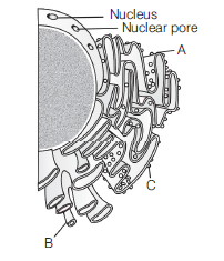 Class 11 Biology Cell And Its Structure