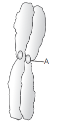 Class 11 Biology Cell And Its Structure