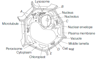 Class 11 Biology Cell The Unit Of Life