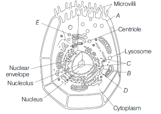 Class 11 Biology Cell The Unit Of Life