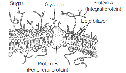 Class 11 Biology Cell The Unit Of Life