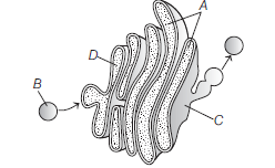 Class 11 Biology Cell And Its Structure