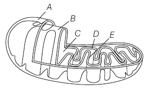 Class 11 Biology Cell And Its Structure