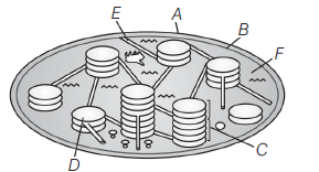 Class 11 Biology Cell And Its Structure