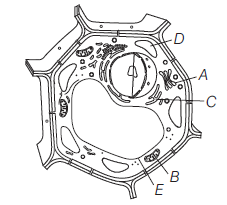 Class 11 Biology Cell And Its Structure