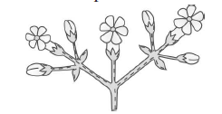 Class 11 Biology Morphology Of Plants