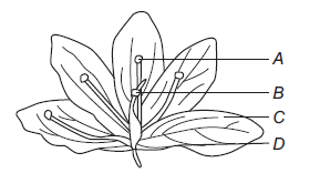 Class 11 Biology Morphology Of Plants