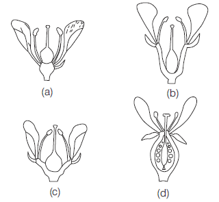 Class 11 Biology Morphology Of Plants