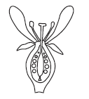 Class 11 Biology Morphology Of Plants