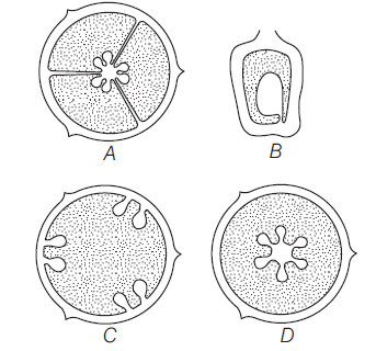 Class 11 Biology Morphology Of Plants