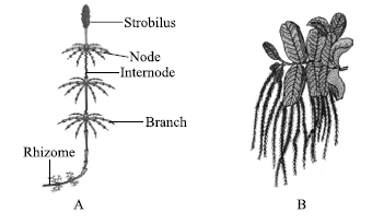 CBSE Class 11 Biology HOTs Plant Kingdom