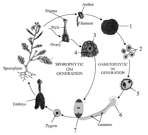 CBSE Class 11 Biology HOTs Plant Kingdom