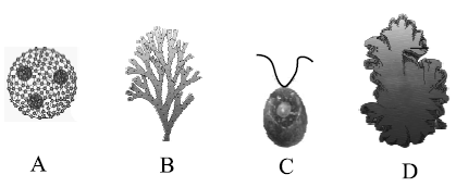 CBSE Class 11 Biology HOTs Plant Kingdom