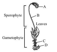 CBSE Class 11 Biology HOTs Plant Kingdom