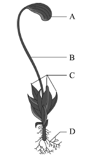 CBSE Class 11 Biology HOTs Plant Kingdom