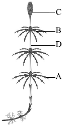 CBSE Class 11 Biology HOTs Plant Kingdom