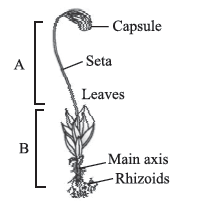 CBSE Class 11 Biology HOTs Plant Kingdom