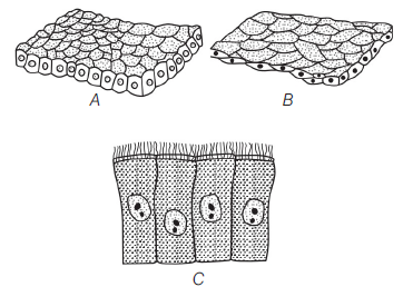 Class 11 Biology Structural Organisation In Animals