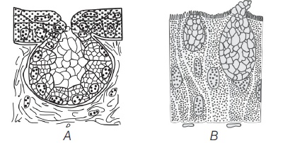 Class 11 Biology Structural Organisation In Animals