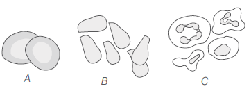 Class 11 Biology Structural Organisation In Animals