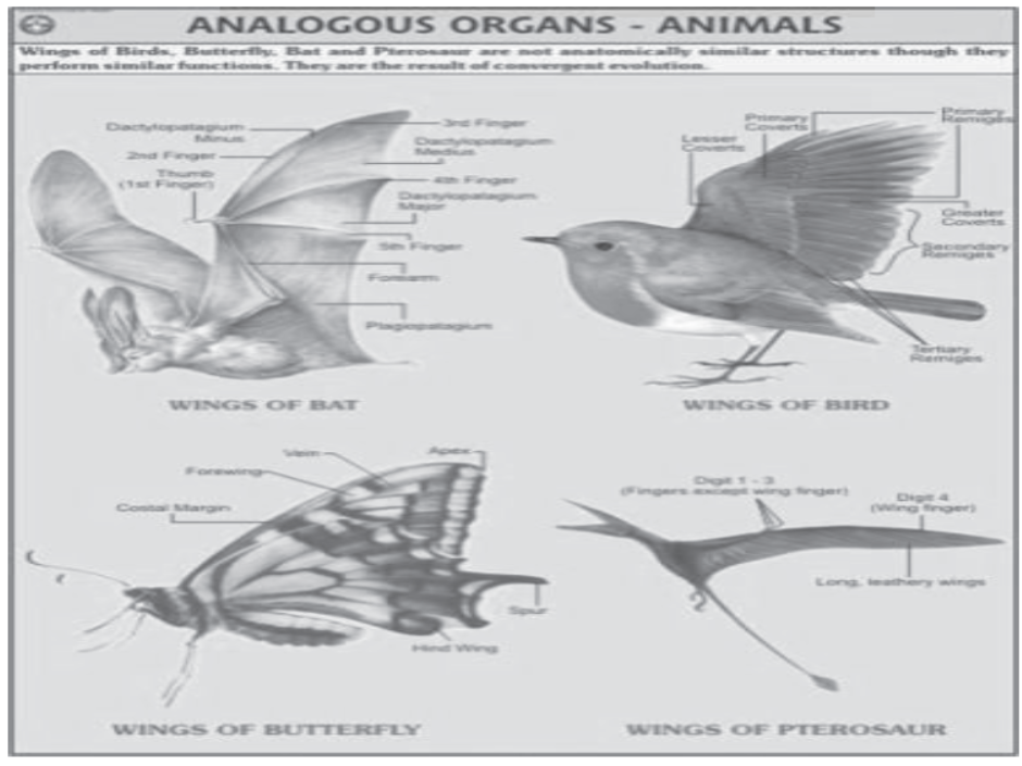 cbse-class-10-science-biology-slides