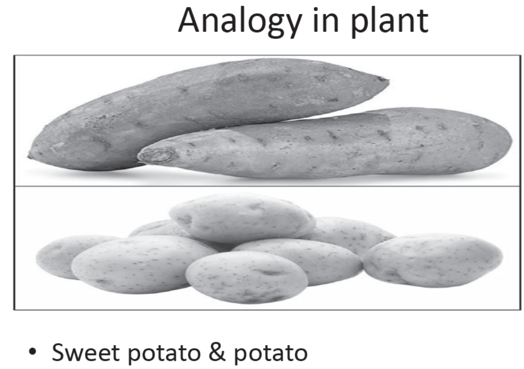 cbse-class-10-science-biology-slides