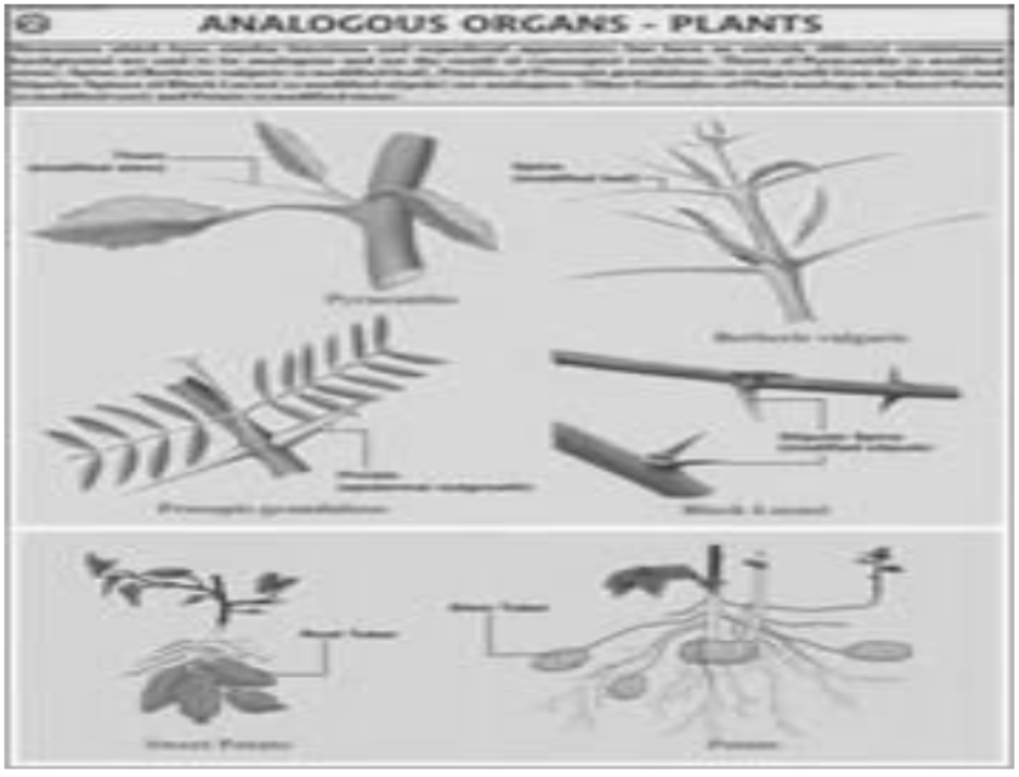 cbse-class-10-science-biology-slides