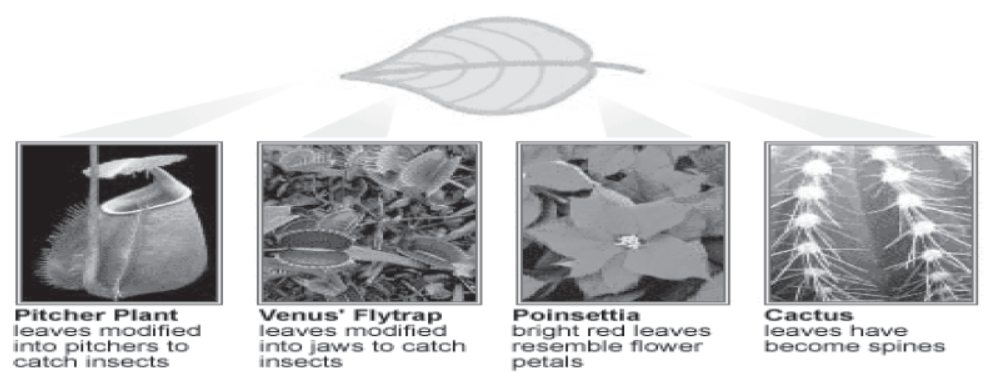 cbse-class-10-science-biology-slides