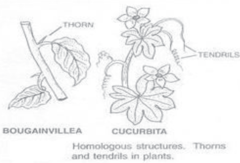 cbse-class-10-science-biology-slides