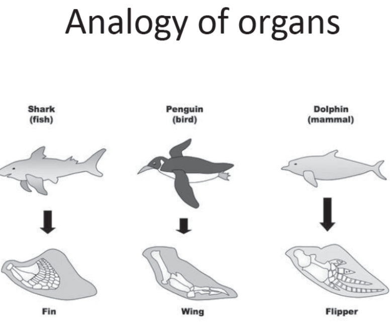 cbse-class-10-science-biology-slides