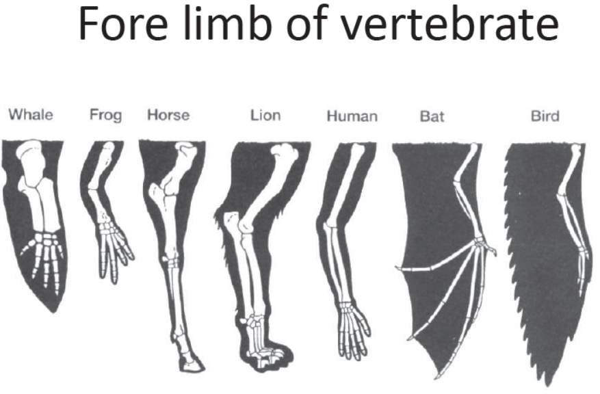 cbse-class-10-science-biology-slides