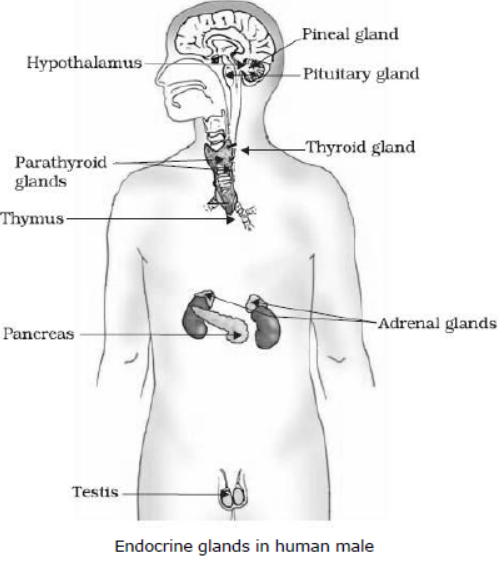 cbse-class-10-science-control-and-coordination-notes-set-a