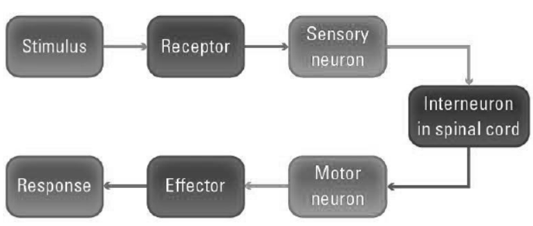 cbse-class-10-science-control-and-coordination-notes-set-e