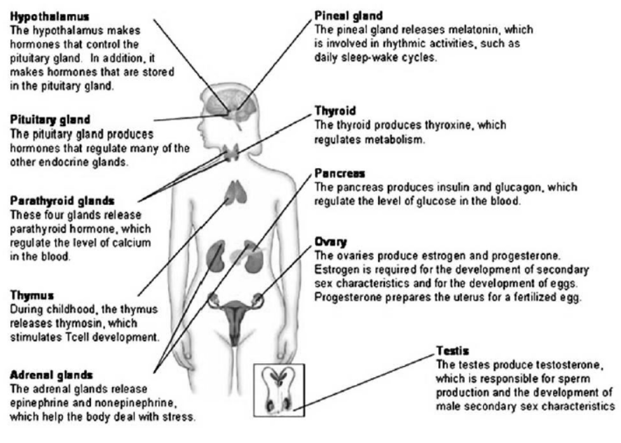 cbse-class-10-science-control-and-coordination-notes-set-e