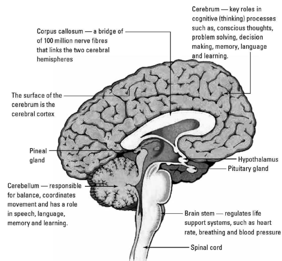 cbse-class-10-science-control-and-coordination-notes-set-e