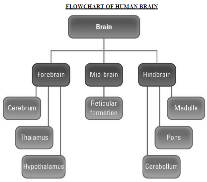 cbse-class-10-science-control-and-coordination-notes-set-e