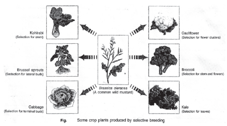 cbse-class-10-science-heredity -and-evolution-notes-set-c