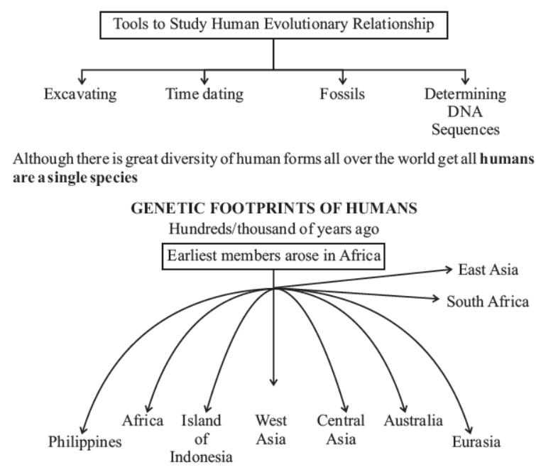 cbse-class-10-science-heredity -and-evolution-notes-set-c