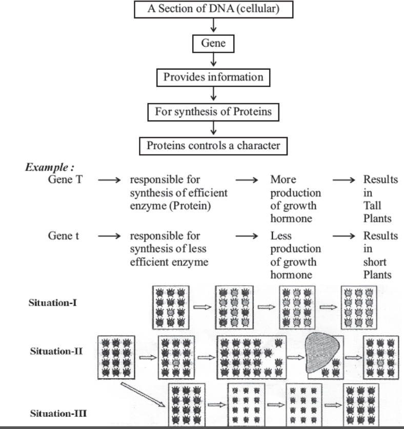 cbse-class-10-science-heredity -and-evolution-notes-set-c